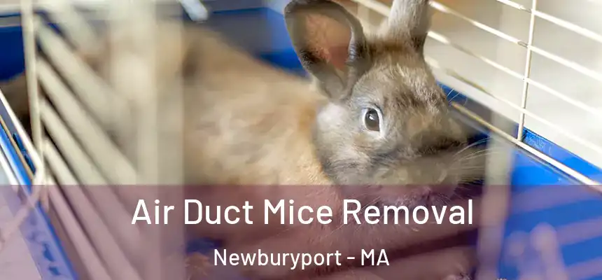 Air Duct Mice Removal Newburyport - MA