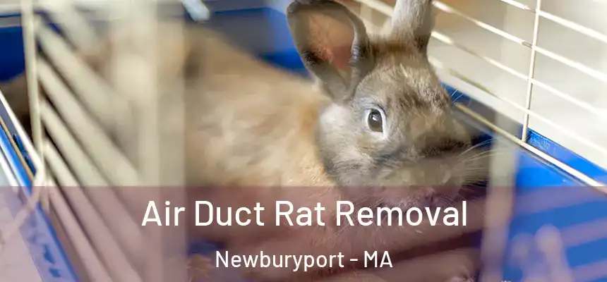 Air Duct Rat Removal Newburyport - MA